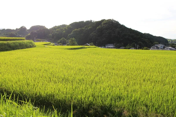 Grüne Landschaft Mit Reisfeldern Asuka Nara Aufnahme September 2019 — Stockfoto