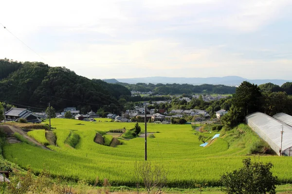 奈良県明日香村 水田内の集合住宅 2019年9月撮影 — ストック写真