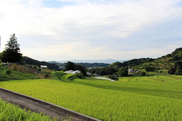 奈良県明日香村の水田や棚田 2019年9月撮影 — ストック写真
