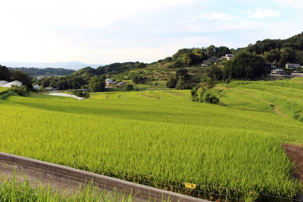 奈良県明日香村の水田や棚田 2019年9月撮影 — ストック写真