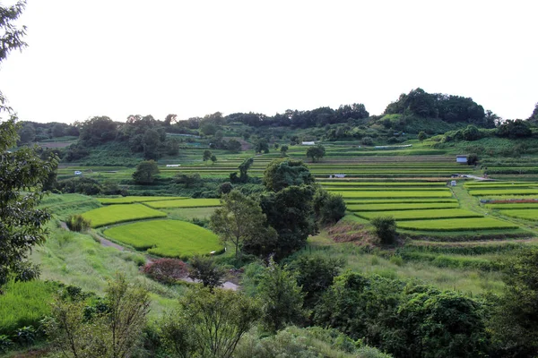 Hermoso Paisaje Terraza Arroz Asuka Nara Japón Tomado Septiembre 2019 —  Fotos de Stock