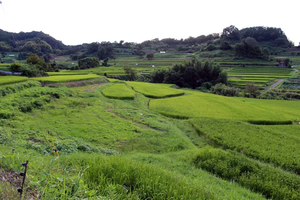 Hermoso Paisaje Terraza Arroz Asuka Nara Japón Tomado Septiembre 2019 —  Fotos de Stock