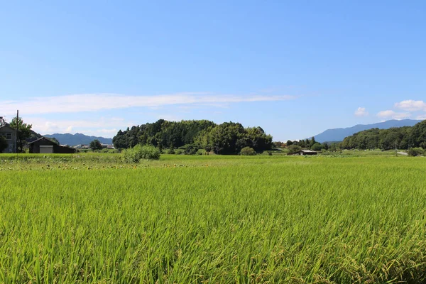 奈良県明日香村の日当たりの良い明るい緑の水田 2019年9月撮影 — ストック写真
