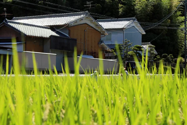 Closeup View Rice Grain People Working Ricefield Asuka Nara Japan — Stock Photo, Image