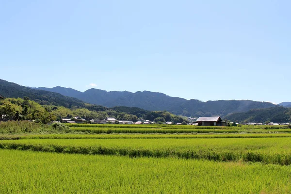 奈良県明日香村の緑の水田と日本家屋 2019年9月撮影 — ストック写真