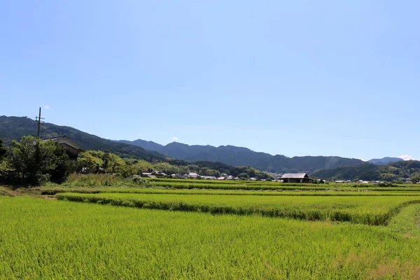 奈良県明日香村の緑の水田と日本家屋 2019年9月撮影 — ストック写真