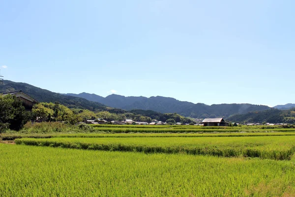 奈良県明日香村の緑の水田と日本家屋 2019年9月撮影 — ストック写真