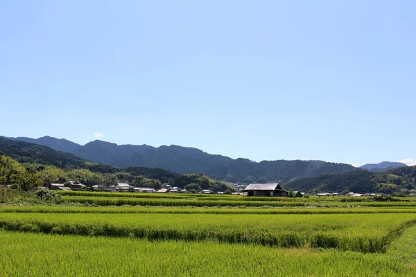 Paesaggio Vista Del Campo Risaie Case Giapponesi Nel Villaggio Asuka — Foto Stock