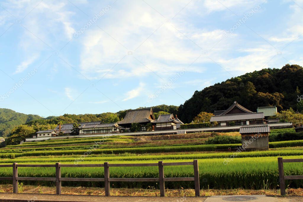 Paddy field and traditional house in a village of Asuka. Taken in September 2019.
