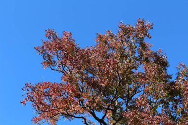 Japonya 'da bahar mevsiminde yalnız kırmızı ginkgo ağacı