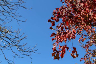 Yalnız kırmızı ginkgo ağacı ve Japonya 'da bahar mevsiminde kurumuş dallar.
