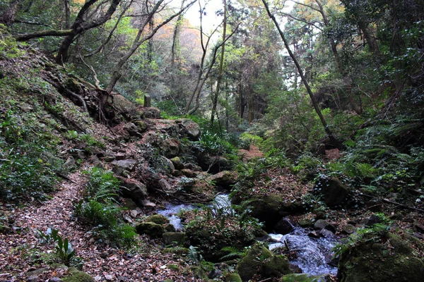 Mousse Eau Roche Pierre Saupoudrer Aux Chutes Onbara Beppu Oita — Photo