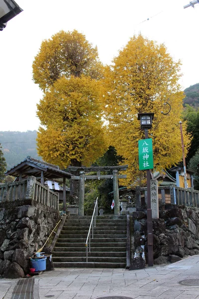 黄色の木や銀杏 大分県別府市の通りから八坂神社の入り口 2019年12月撮影 — ストック写真