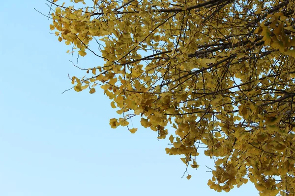 Hermoso Árbol Amarillo Durante Temporada Primavera Japón — Foto de Stock