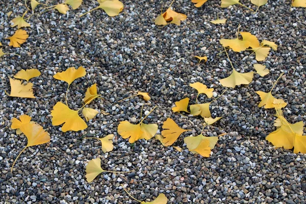 Yellow leaves falling on gravels during spring season in Japan.