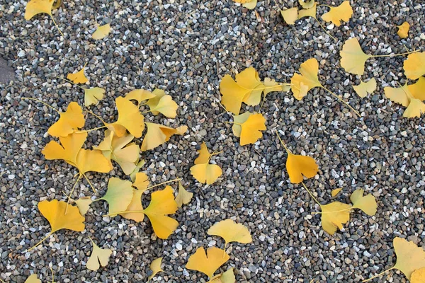 Gelbe Blätter Fallen Während Des Frühlings Auf Kies Japan — Stockfoto