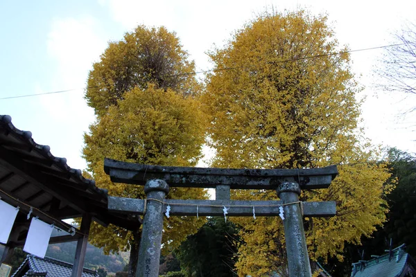 Árboles Amarillos Puerta Torii Entrada Del Santuario Yasaka Jinja Beppu —  Fotos de Stock