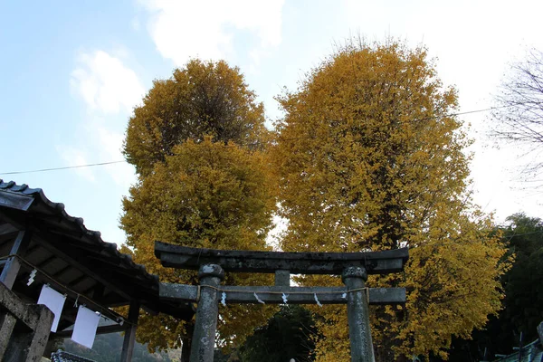 大分県別府市の八坂神社の階段 黄色の木 入り口 2019年12月撮影 — ストック写真