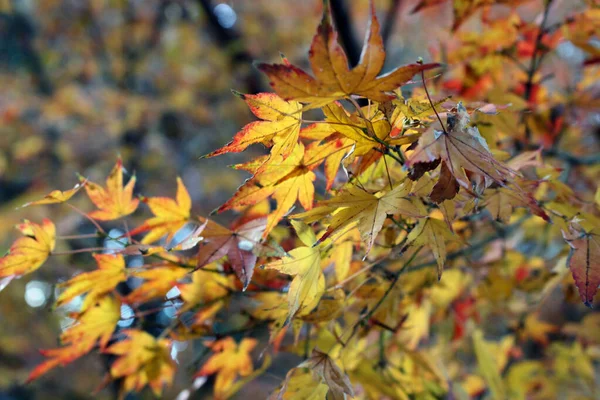 Folhas Árvore Bordo Japonesas Amarelas Ramo — Fotografia de Stock