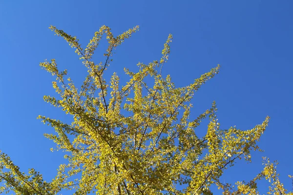 Árbol Ginkgo Amarillo Solitario Durante Temporada Primavera Japón — Foto de Stock