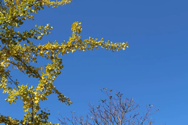 Ginkgo Árvores Folhas Amarelas Durante Temporada Primavera Japão — Fotografia de Stock