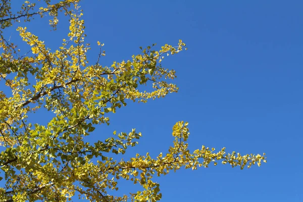 Ginkgo Árvores Folhas Amarelas Durante Temporada Primavera Japão — Fotografia de Stock