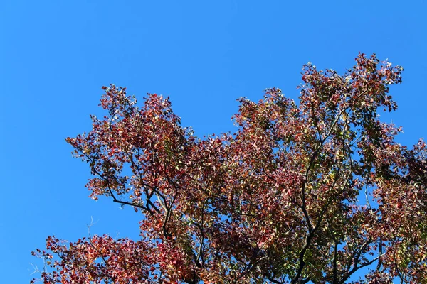 Japonya Bahar Mevsiminde Yalnız Kırmızı Ginkgo Ağacı — Stok fotoğraf