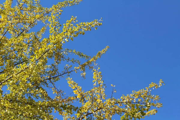 Ginkgo Árvores Folhas Amarelas Durante Temporada Primavera Japão — Fotografia de Stock