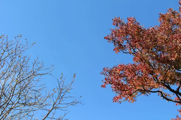 Ensam Röd Ginkgo Träd Och Vissna Grenar Vårsäsongen Japan — Stockfoto