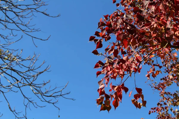 Yalnız Kırmızı Ginkgo Ağacı Japonya Bahar Mevsiminde Kurumuş Dallar — Stok fotoğraf