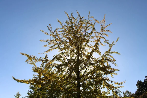 Silhouette Eines Einzigen Gelben Ginkgobaums Während Der Frühlingszeit Japan — Stockfoto