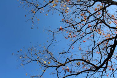 Japonya 'da bahar mevsiminde dallarda çiçek açan ginkgo yaprakları.