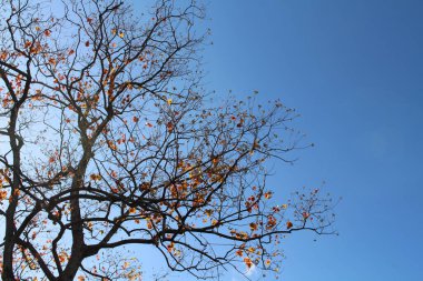 Ginkgo, Japonya 'da bahar mevsiminde dalların üzerinde yapraklar yapar.