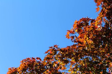 Japonya 'da bahar mevsiminde kırmızı akçaağaç yaprakları dalların üzerinde olur.