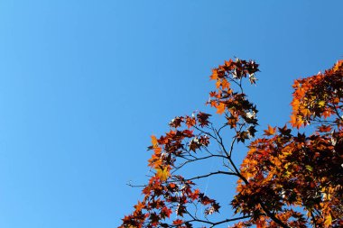 Japonya 'da bahar mevsiminde kırmızı akçaağaç yaprakları dalların üzerinde olur.