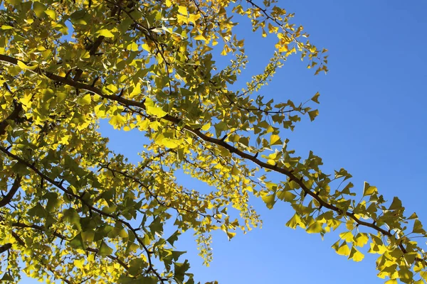 Ramos Folhas Ginkgo Amarelo Durante Temporada Primavera Japão — Fotografia de Stock