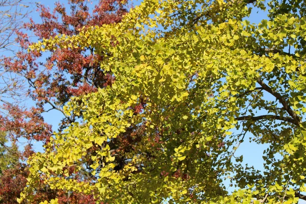 Amarelo Ginkgo Árvore Com Vermelho Como Fundo Primavera Japão — Fotografia de Stock