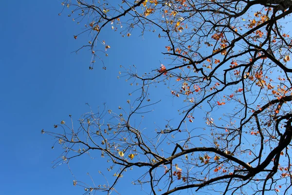 Kwitnące Liście Ginkgo Gałęziach Sezonie Wiosennym Japonii — Zdjęcie stockowe