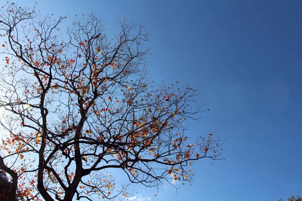 Ginkgo Japonya Bahar Mevsiminde Dalların Üzerinde Yapraklar Yapar — Stok fotoğraf