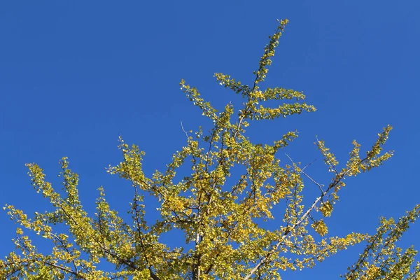 Hojas Ginkgo Amarillo Ramas Durante Temporada Primavera Japón — Foto de Stock