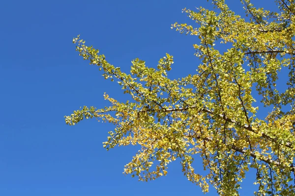 Hojas Ginkgo Amarillo Ramas Durante Temporada Primavera Japón — Foto de Stock