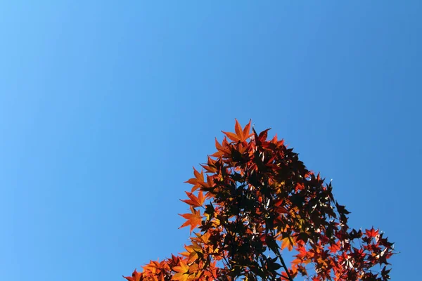 Japonya Bahar Mevsiminde Kırmızı Akçaağaç Yaprakları Dalların Üzerinde Olur — Stok fotoğraf
