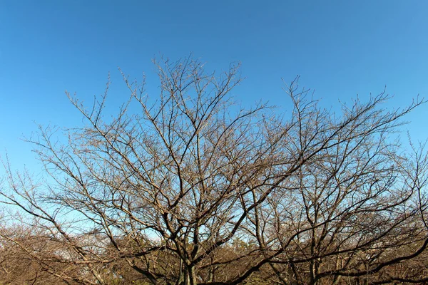 Ramas Marchitas Posiblemente Árbol Ginkgo Durante Temporada Primavera Japón —  Fotos de Stock