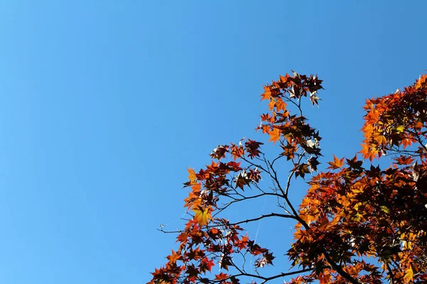 Japonya 'da bahar mevsiminde kırmızı akçaağaç yaprakları dalların üzerinde olur.