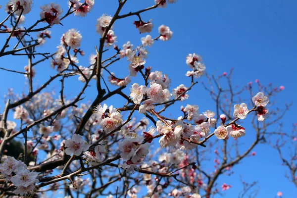 Blühende Sakura Oder Shidari Ume Blumen Auf Zweigen Während Des — Stockfoto