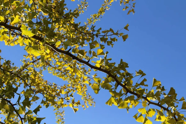Zweige Und Gelbe Ginkgoblätter Frühling Japan lizenzfreie Stockbilder