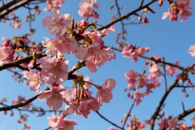 Japonya 'da bahar mevsiminde çiçek açan Sakura ya da shidari ume çiçekleri.