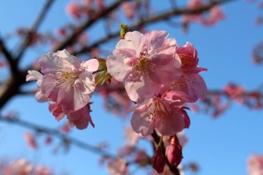 Japonya 'da bahar mevsiminde çiçek açan Sakura ya da shidari ume çiçekleri.