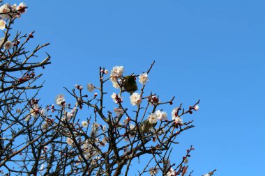 Japonya 'daki beyaz çiçeklerden beslenen kuşların yakın görüntüsü.