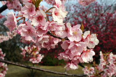 Japonya 'da bahar mevsiminde çiçek açan sakura ya da shidari ume çiçekleri.